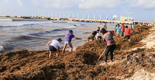 Sargazo seguirá llegando si continúa la deforestación del amazonas. Que Dice Amlo Que Problema De Sargazo En Playas De Quintana Roo No Es Grave