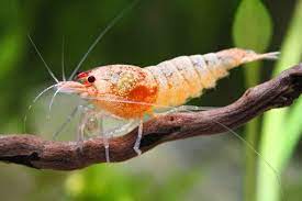 shrimp usa shrimp aquarium fish freshwater fish