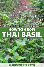 Check out our basil plant selection for the very best in unique or custom, handmade pieces from our herb plants shops. How To Plant And Grow Thai Basil Gardener S Path