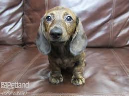 Check spelling or type a new query. Miniature Dachshund Dog Male Brindle 2765944 Petland Frisco Tx