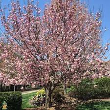 We did not find results for: Kwanzan Cherry Flowering Trees Kwanzan Cherry Dwarf Flowering Trees
