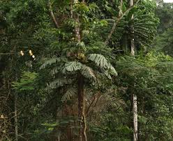 Image result for Cercestis congensis