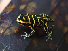 Dunyanin En Zehirli Hayvani Kokoi Ok Kurbagasi Zehirinin Sadece 0 0001 Grami Insani Olumune Yol Acabilir Karisik Pinterest Amphibians And Reptiles