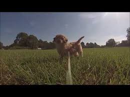 More dog & puppy pictures. Cavapoo Puppies For Sale In Florida St Pete Sarasota Tampa Orlando Miami Fort Myers Youtube