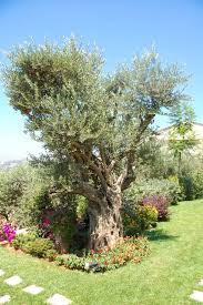 Olivenbaum Ein Symbol Des Friedens Im Garten Zuchten Garten Pflanzen Garten Olivenbaum