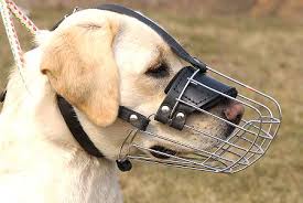 Get Wire Basket Dog Muzzle Labrador Training