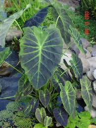 Plants for ponds & water gardens. Pin On The Black Garden