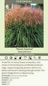 Image result for Oxyanthus troupinii