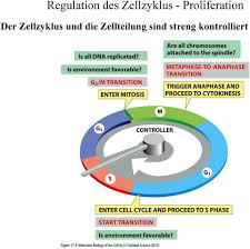 G1 phase g2 phase zellzyklus mitose interphase, biologischer medizinkatalog, bereich, katalog der biologischen medizin, biologie png. Zellulare Reproduktion Zellzyklus Regulation Des Zellzyklus Proliferation Pdf Free Download