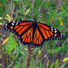 Monarch Migration In Maryland Butterfly Wings Monarch Butterfly