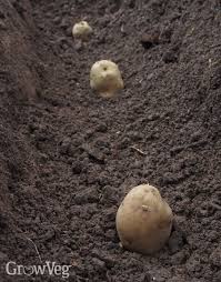 Plant seed potatoes 6 inches (15 cm) apart with sprouts face up. Planting Tips For A Better Potato Harvest
