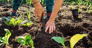 For some people gardening is a lifelong hobby. Why Gardening Is Important