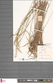 Image result for Glossostelma carsonii