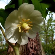 Designing a landscape in ohio? Common Spring Wildflowers In Ohio Trekohio