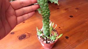 Image result for Monadenium
