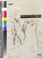 Image result for Euphorbia neopolycnemoides