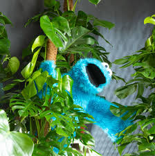 Round frame made of beautiful colorful orchid flowers and mostera leaves. Fensterblatt Monstera Deliciosa Gunstig Online Kaufen