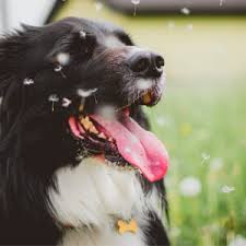 Pet Safe Diy Weed Killer Pet Sitter Dog Walker In Summerville