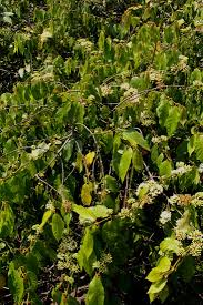 Image result for Keetia gueinzii