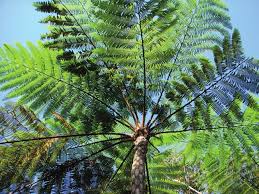 Image result for Emilia pseudactis