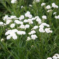 Achillea Ptarmica The Pearl Group The Pearl Clonal Sneezewort Achillea Plants Flower Seeds