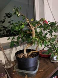 The point at which rooting is encouraged can be close to the location of side branches, so the resulting rooted tree can immediately have a thick trunk and low branches, characteristics that complement. 10 Ways To Thicken Up Your Bonsai Trunks