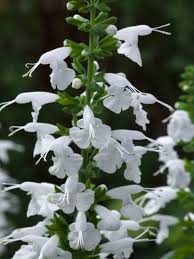 Image result for Salvia coccinea