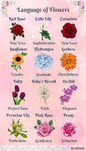 Flowers and their meanings in love. Best Of Flowers Meaning Love And Passion And Description Flower Meanings Babys Breath Flowers Flowers