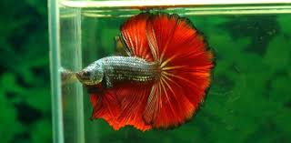 There are many betta fish tank mates or companions that can live with male or female bettas under the right conditions. How Often Should I Clean My Betta Fish Tank Fish Tank Club