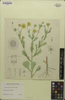 Image result for Emilia discifolia