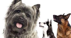 The schnauzer terrier mix tends to have some of the distinctive schnauzer bearding on their muzzle, and a medium length coat. Cairn Terrier Mix Breed Dogs Do You Know All The Hybrids