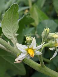 Image result for Solanum aethiopicum
