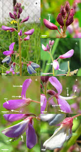 Lush celebrations at field of flowers offers huge assortment of flowers, along with a team of expert designers, to create the perfect floral vision for your wedding or event. Pollination Biology And Breeding System Of Desmodium Grahamii Fabaceae Papilionoideae Functional Aspects Of Flowers And Bees Springerlink