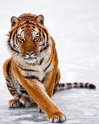 How Bout The His Pose Amur Tiger Photo By Suhaderbent Animals Cute Animals Animals Beautiful
