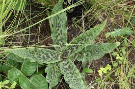 Image result for Ledebouria revoluta