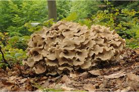 Image result for Polyporus pendulus