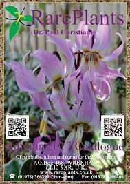 Image result for Microglossa densiflora