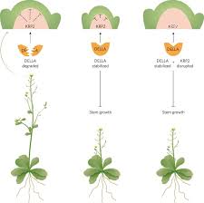 We did not find results for: Ears Shoots And Leaves Nature Plants