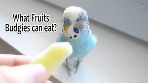Feed Your Budgie With Fresh Fruits What Fruits Budgies Can Eat Youtube