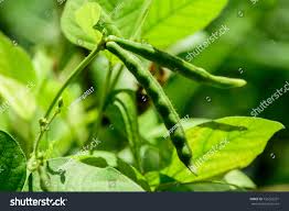 Image result for Vigna