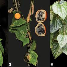 Image result for Stemodiopsis buchananii