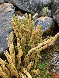 Image result for Huperzia bampsiana