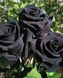 Flower flower nikon photo plant (flower flower nikon photo plant). Iyi Ki Ogrendim On Twitter In 2021 Black Rose Flower Rose Flower Pictures Black Flowers