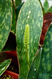 Image result for Sansevieria hyacinthoides