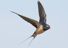 Barn Swallow By Smacomber Barn Swallow Bird Photography Birds Flying