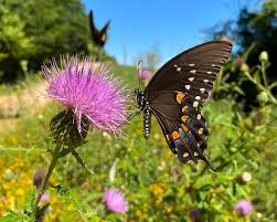 Image result for Cathormion altissimum