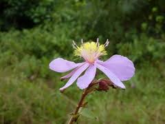 Image result for Clappertonia ficifolia