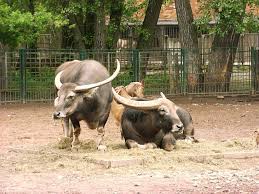 Hayvanat Bahcesinde Asya Su Manda Ve Keciler Tierpark Berlin Friedrichsfelde Berlin Almanya Hayvanat Bahceleri Keciler Boga