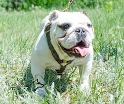 There are 25 english bulldog harness for sale on etsy, and they cost $37.05 on average. English Bulldog Harness Light Weighted 63 00