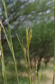 Image result for Andropogon gayanus